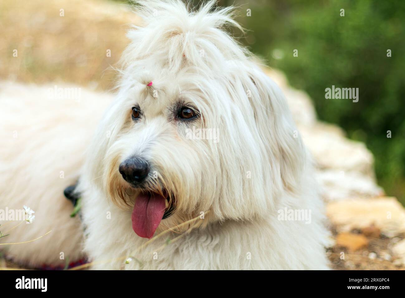 Un primer plano de un perro de oveja blanca de pelo largo, lengua colgando. Su pelaje es largo, suave, esponjoso, y está atado en un arco en la parte superior de su cabeza. Bosque verde Foto de stock