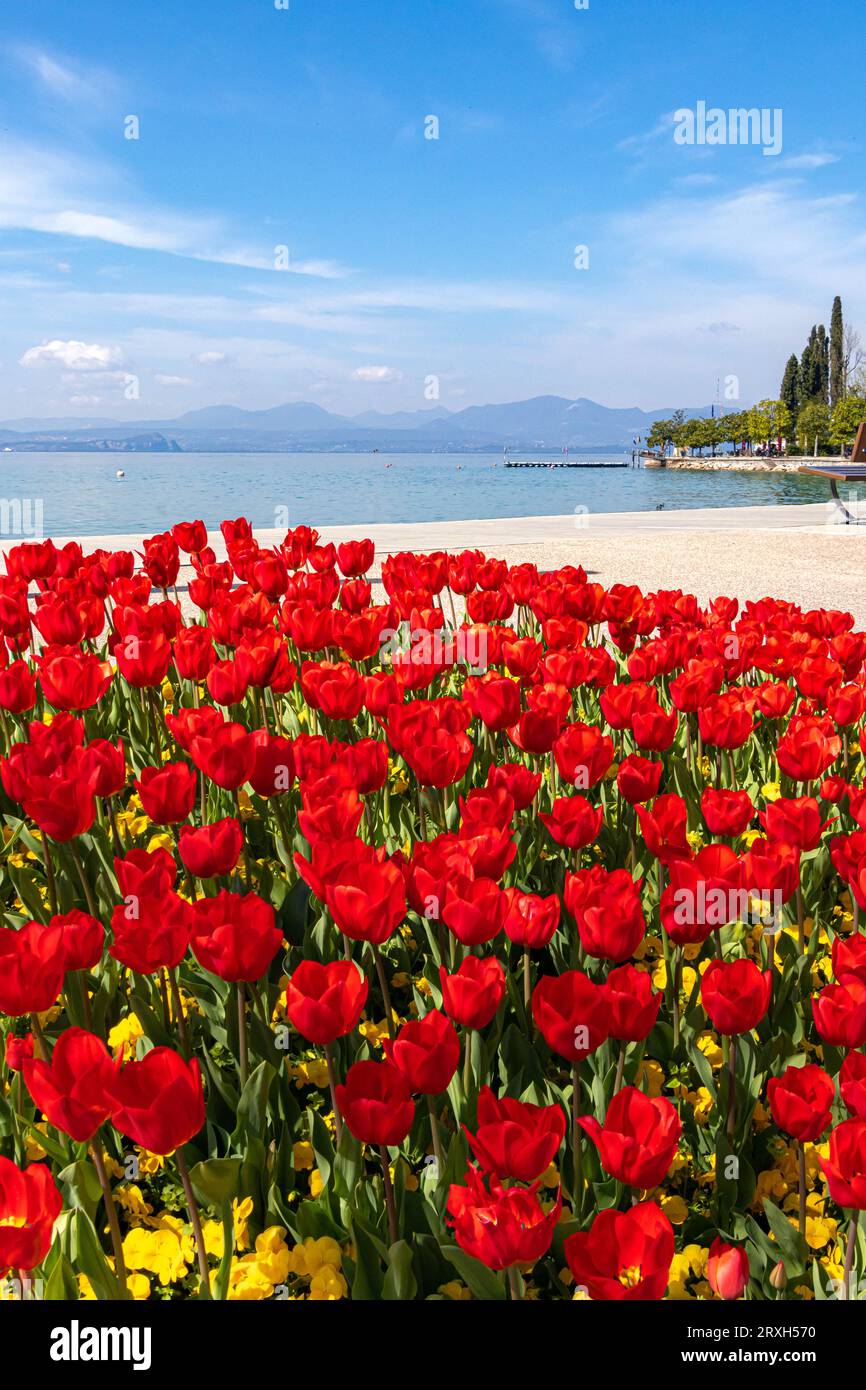 Tulipanes floreciendo en primavera en el paseo junto al lago cerca del puerto de Bardolino, Lago de Garda, Italia Foto de stock