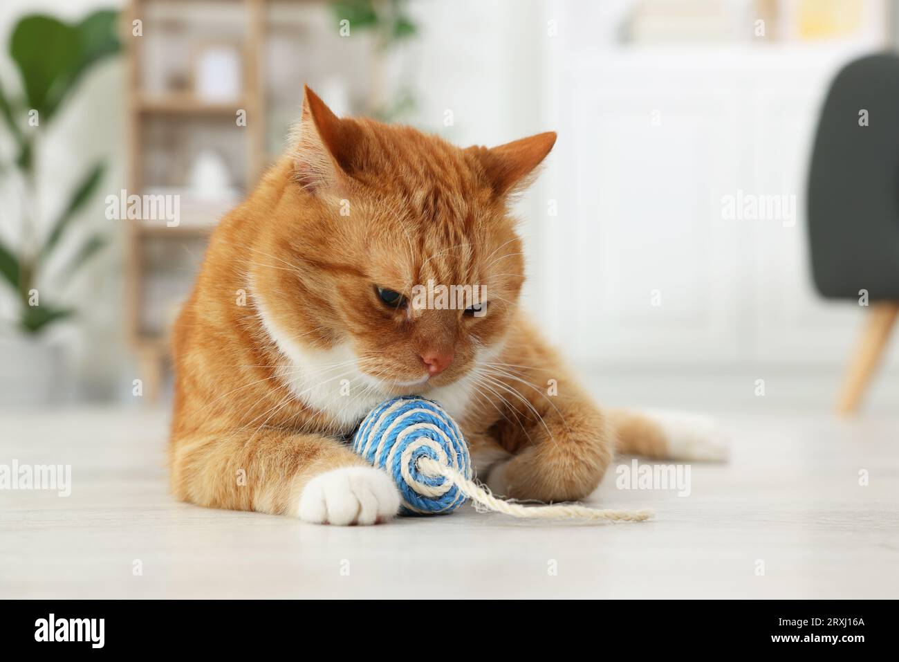 Gato lindo del jengibre jugando con el ratón del juguete del sisal en casa Foto de stock