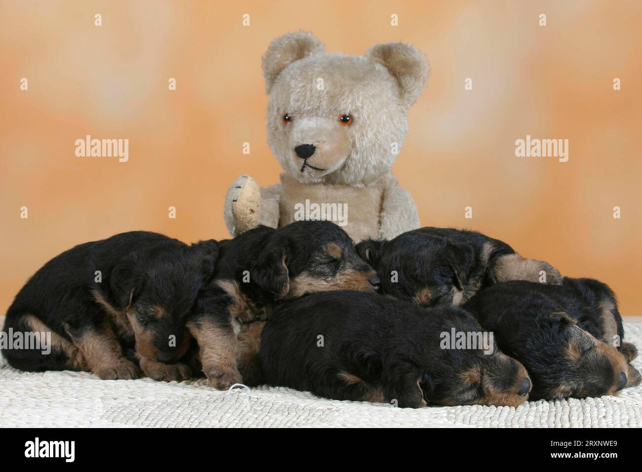 Terrier galés cachorros y oso de peluche, interior, estudio, cachorro Foto de stock