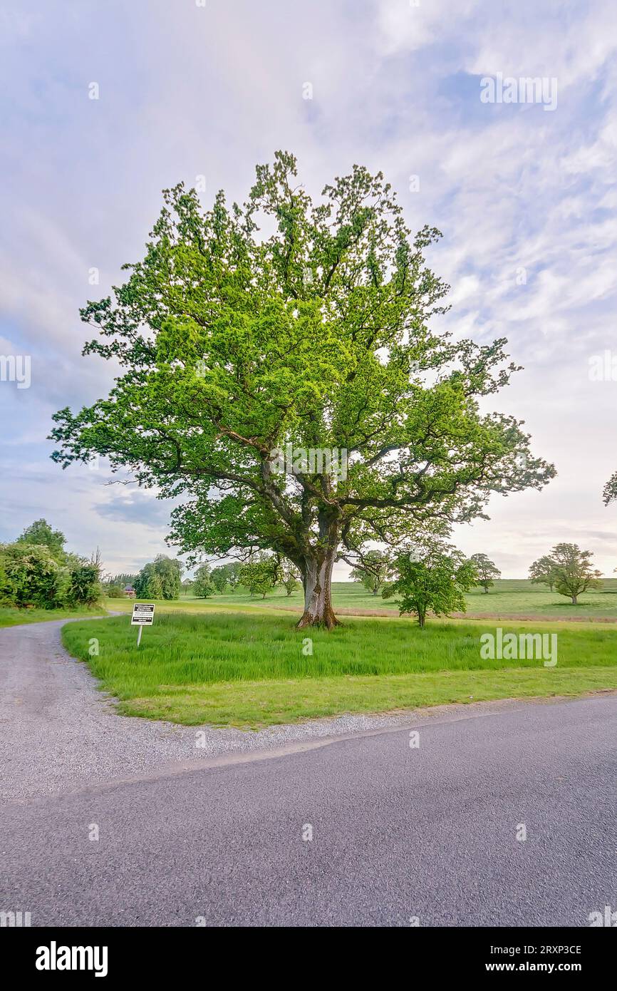 Imagen de un solo árbol durante el día en un cielo azul sin nubes en Irlanda en 2013 Foto de stock