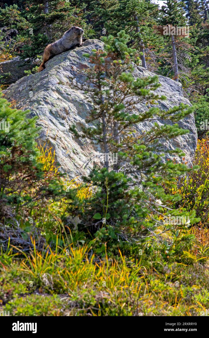 Marmot en una roca en Whistler Mountain Foto de stock