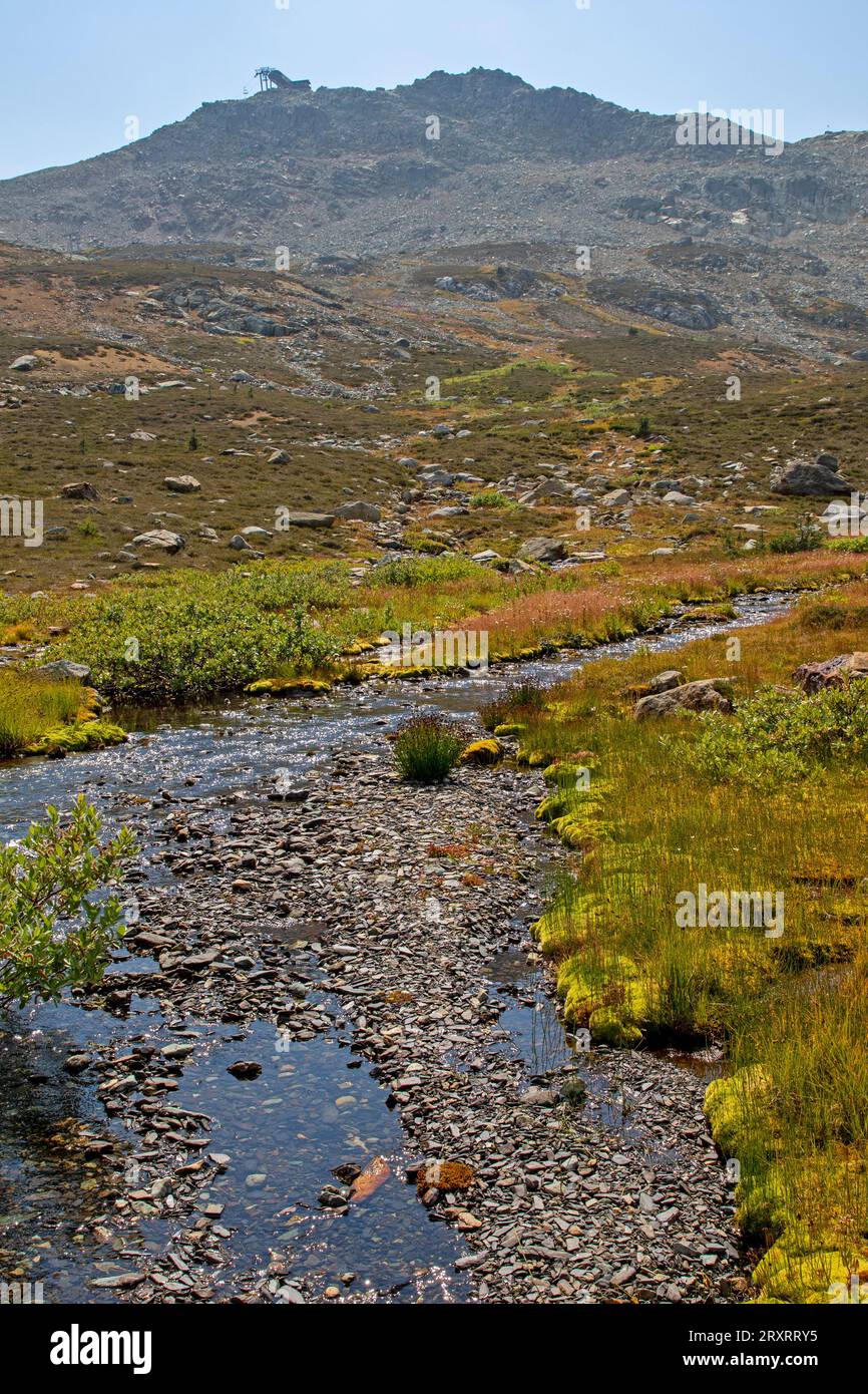 Arroyo que fluye por las laderas de Whistler Mountain Foto de stock