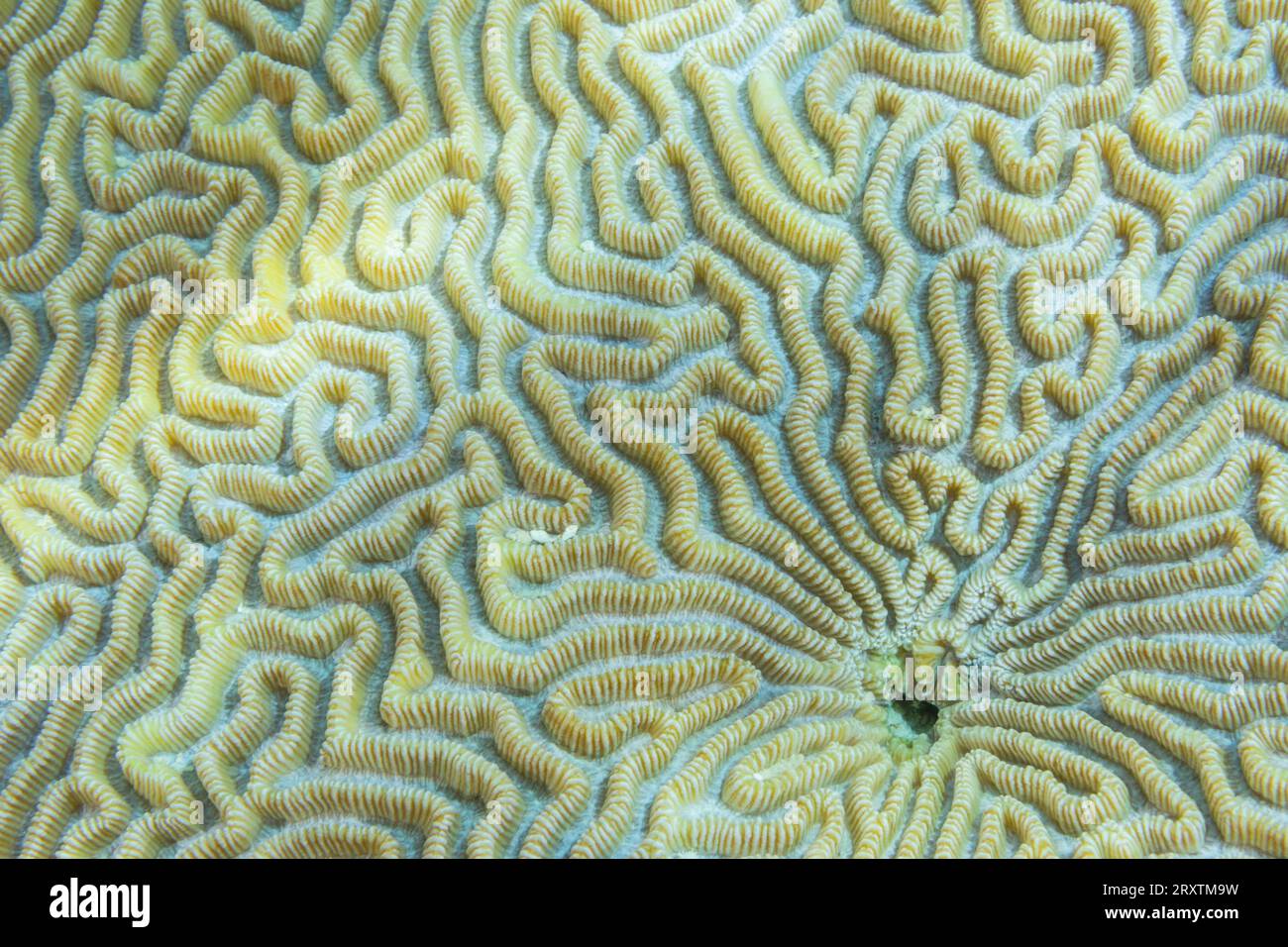 Cerca de los pólipos de coral, el arrecife de la casa en la isla de Kawe, Raja Ampat, Indonesia, el sudeste de Asia, Asia Foto de stock