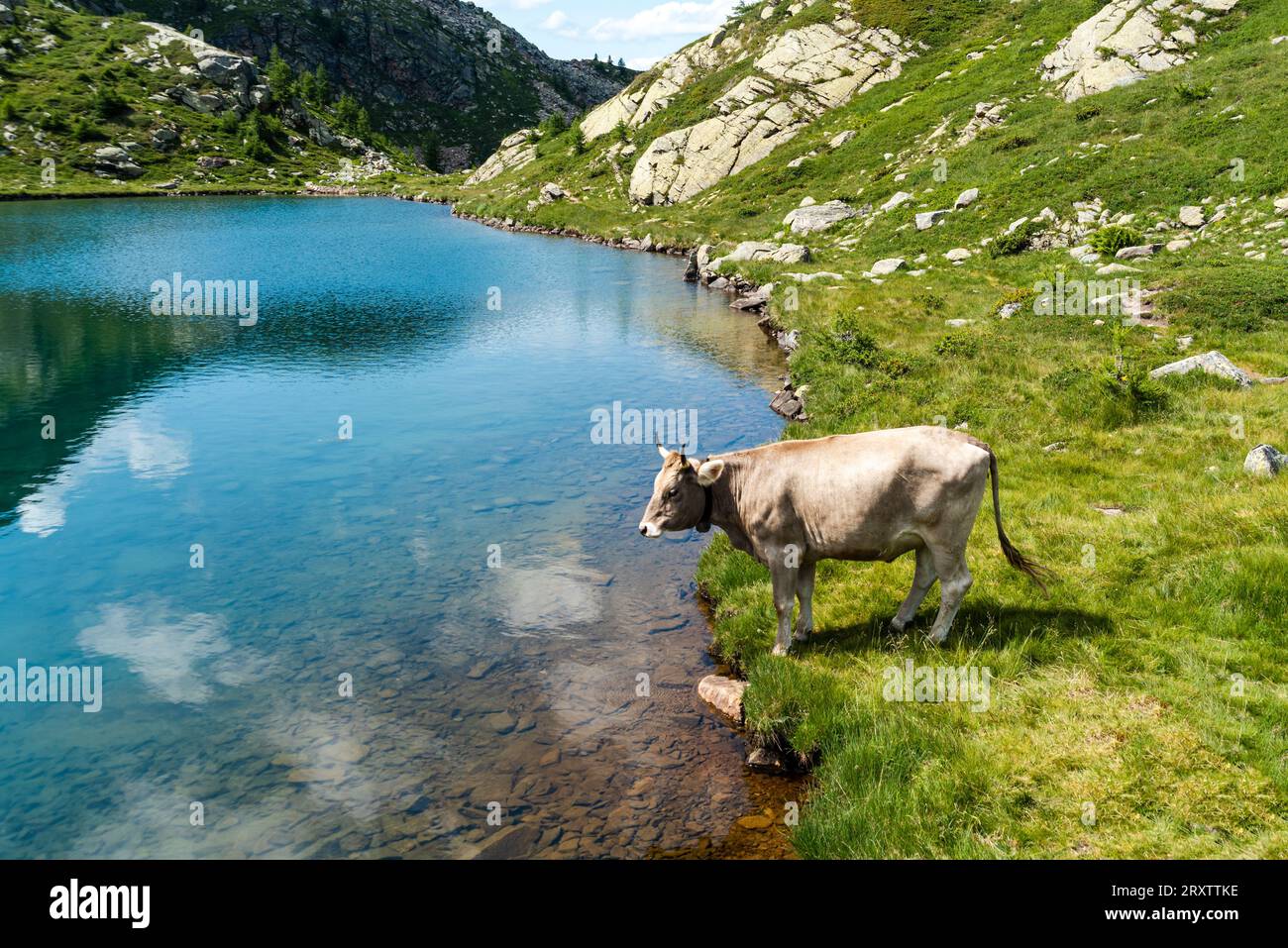 Vaca en los Alpes por un prístino lago de montaña azul turquesa, Tschawinersee, Zwischbergen, Valais, Suiza, Europa Foto de stock