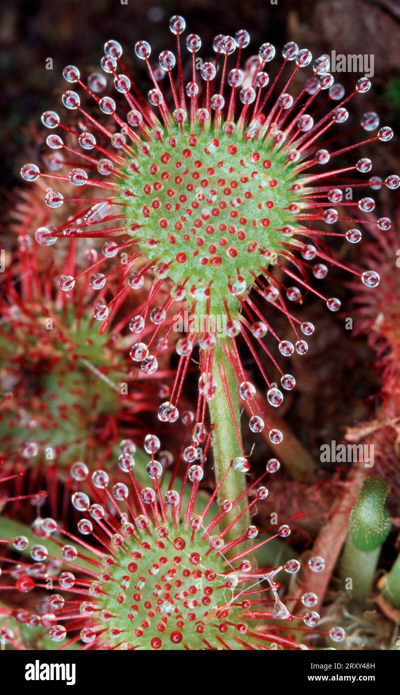 Sundew común, Sundew de hoja redonda (Drosera rotundifolia), europa, plantas carnívoras, plantas, Sundews (Droseraceae) Foto de stock