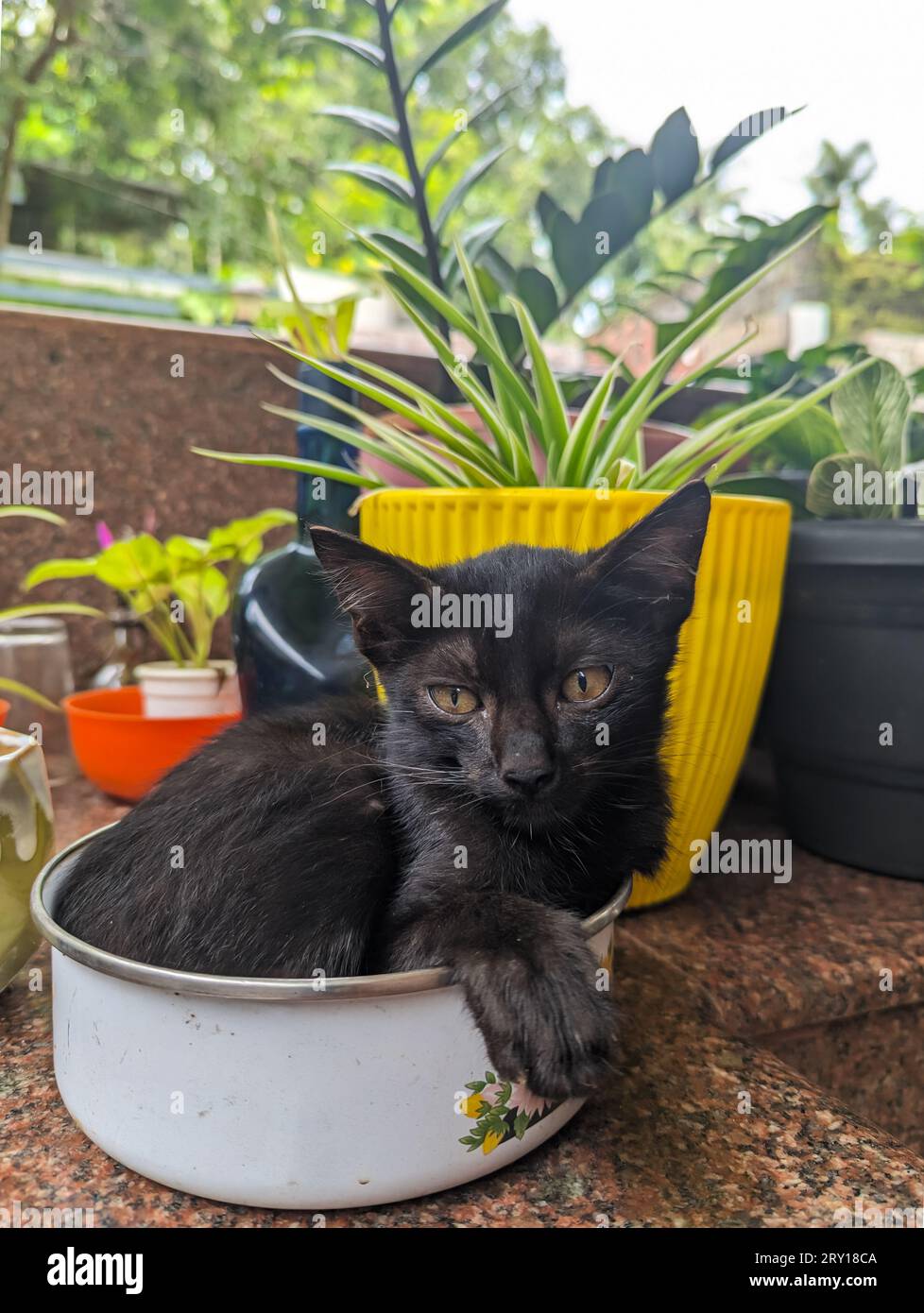 un lindo gatito negro gato mascota sentado en un tazón de flores en el piso de piedra del jardín interior en un día soleado Foto de stock