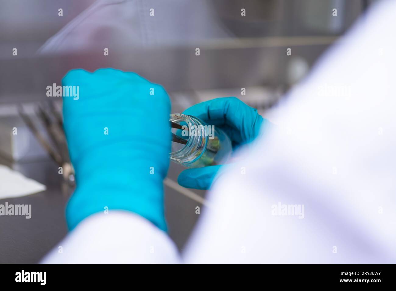 Cultivo de Tejidos Vegetales para Investigación Agrícola, Regeneración