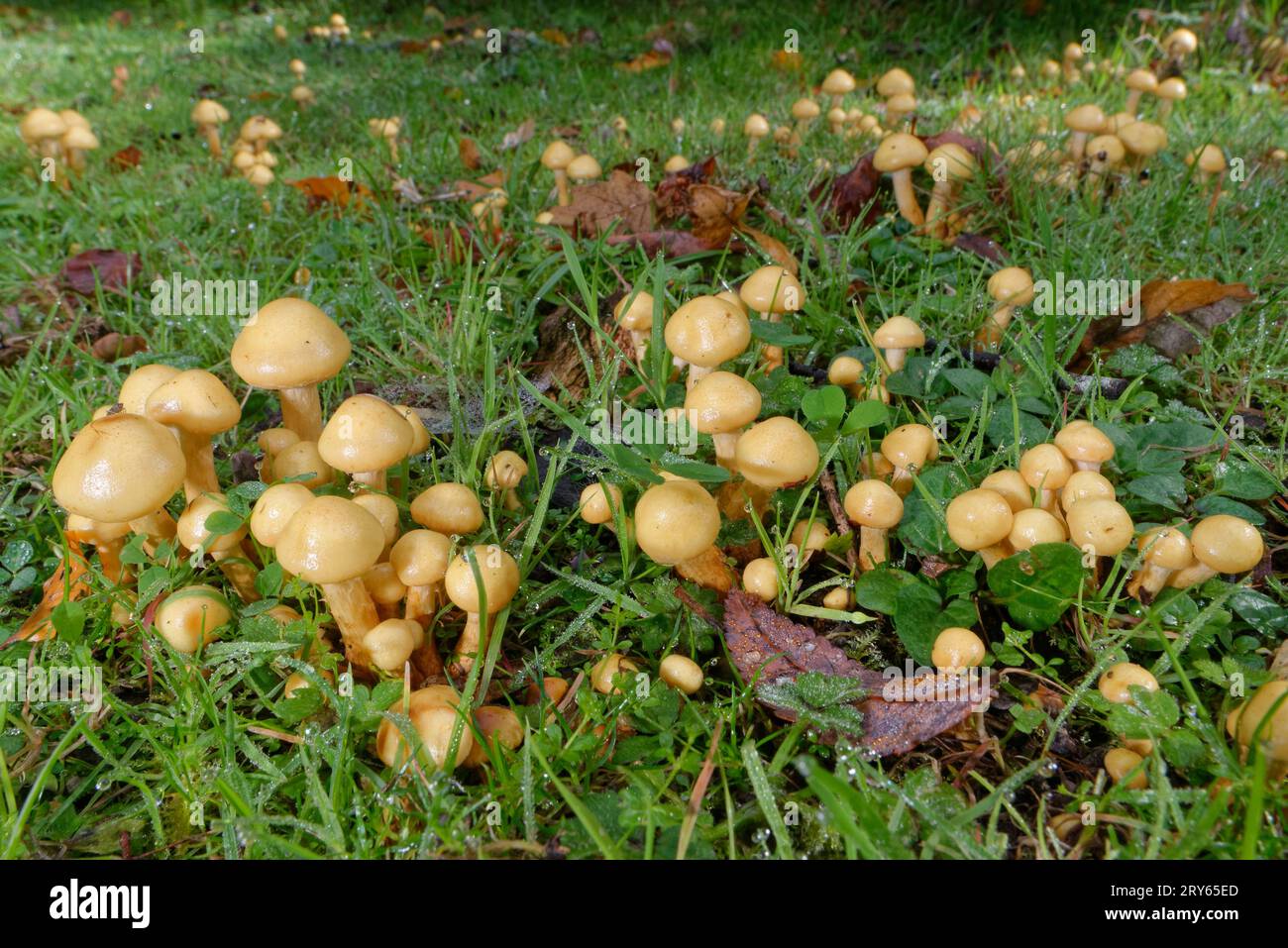 Setas de Alder Scalycap (Pholiota alnicola) que crecen de tocones enterrados en un claro de bosque ribereño, New Forest, Hampshire, Reino Unido, octubre. Foto de stock