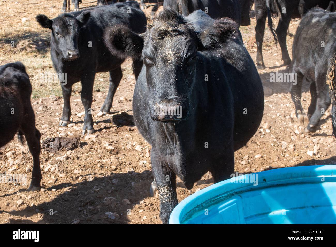 Una vez que el agua comienza a bombear en el tanque, no toma mucho tiempo para que lleguen las vacas angus negras. Bokeh. Foto de stock