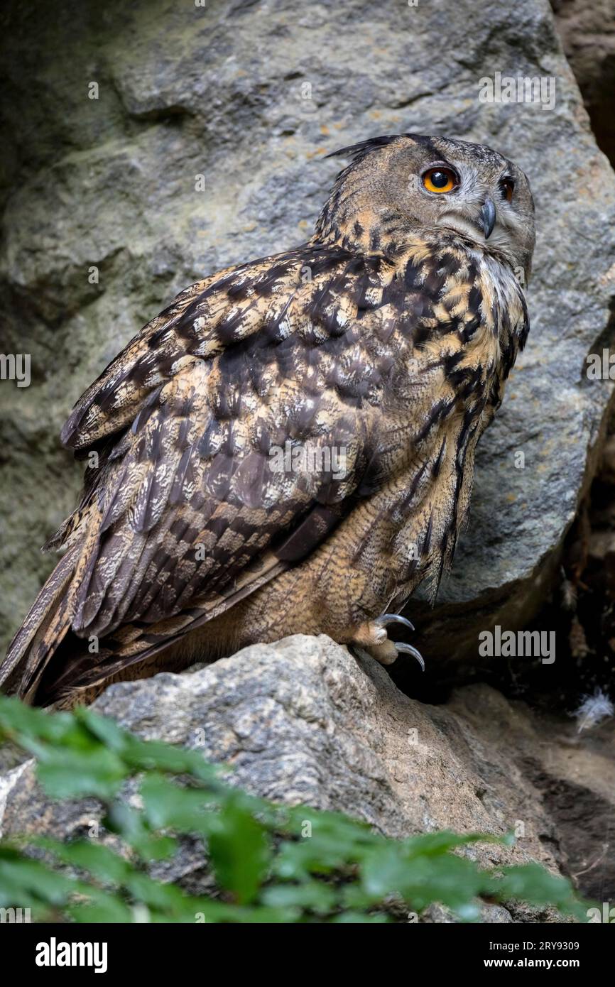 Búho-águila eurasiática (Bubo Bubo) en el recinto de animales, Neuschoenau, bosque bávaro, Baviera, Alemania Foto de stock