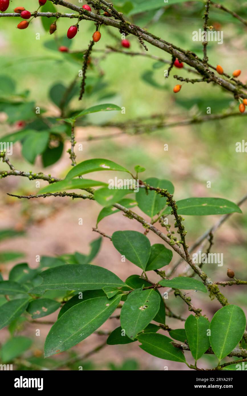Hoja de coca en la selva peruana, amazónica, Perú Fotografía de stock