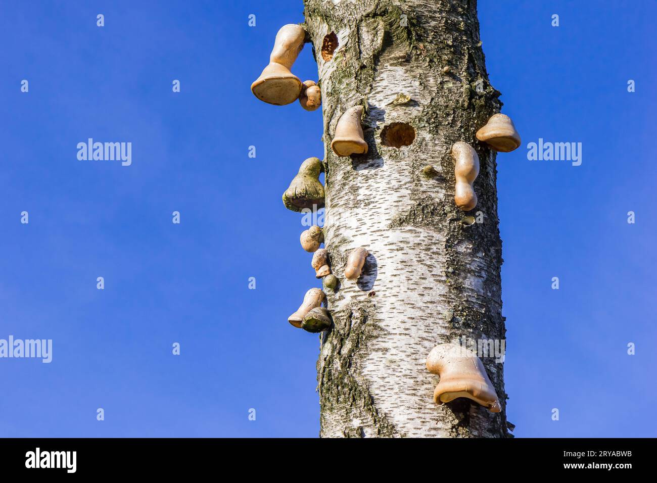 Hongo de casco de caballo (fomes fomentarius) en un árbol de abedul en Drents Friese Wold, Países Bajos Foto de stock