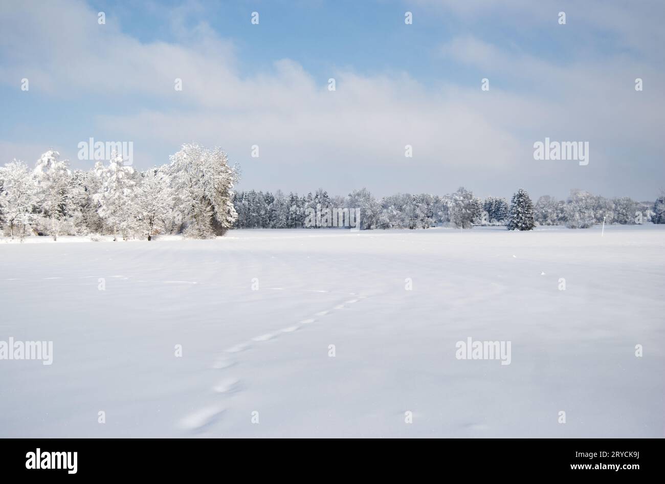 Landschaft im Schnee, Winterwonderland, Bad Waldsee Foto de stock