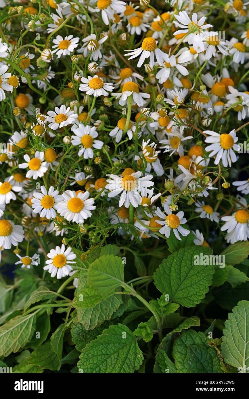 Cerrar el fondo de flores de manzanilla Foto de stock