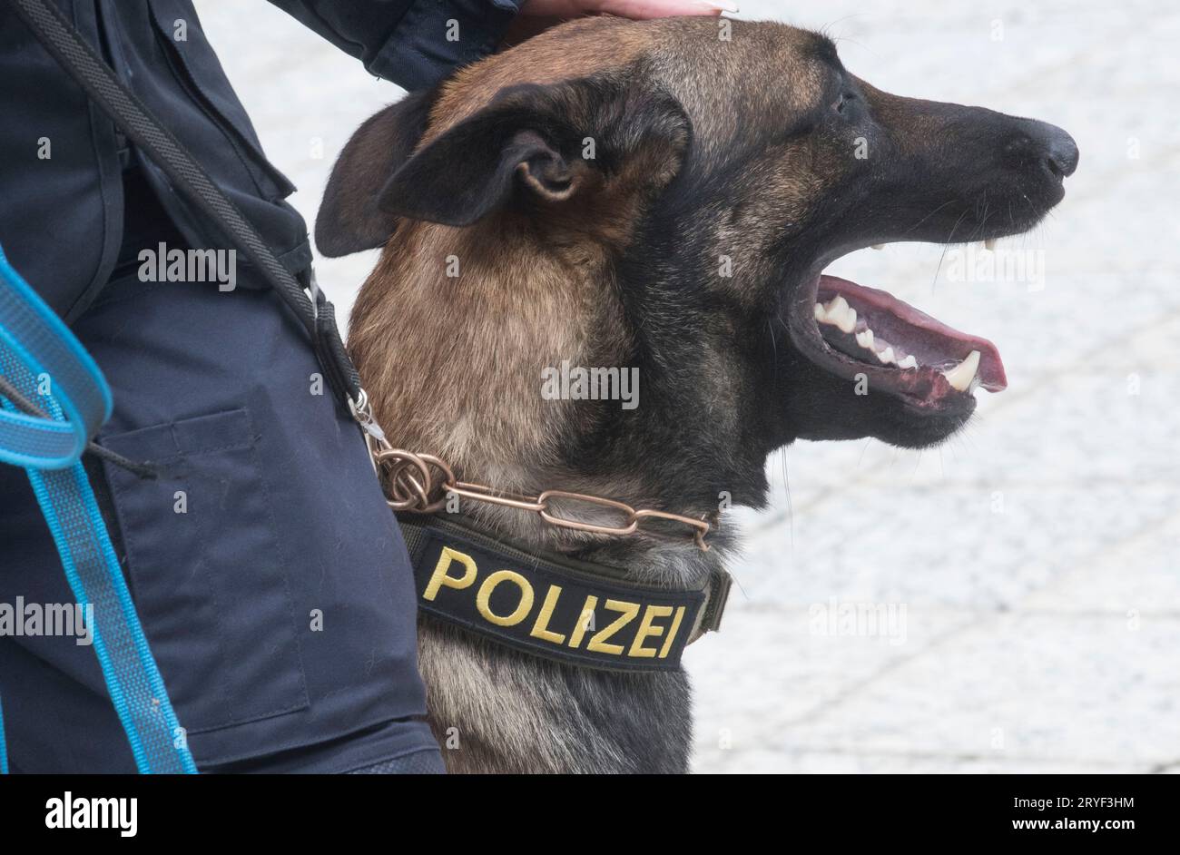 Un perro de policía entrenado K9 Foto de stock