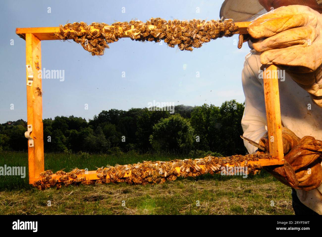 Panal de miel con abejas occidentales Foto de stock