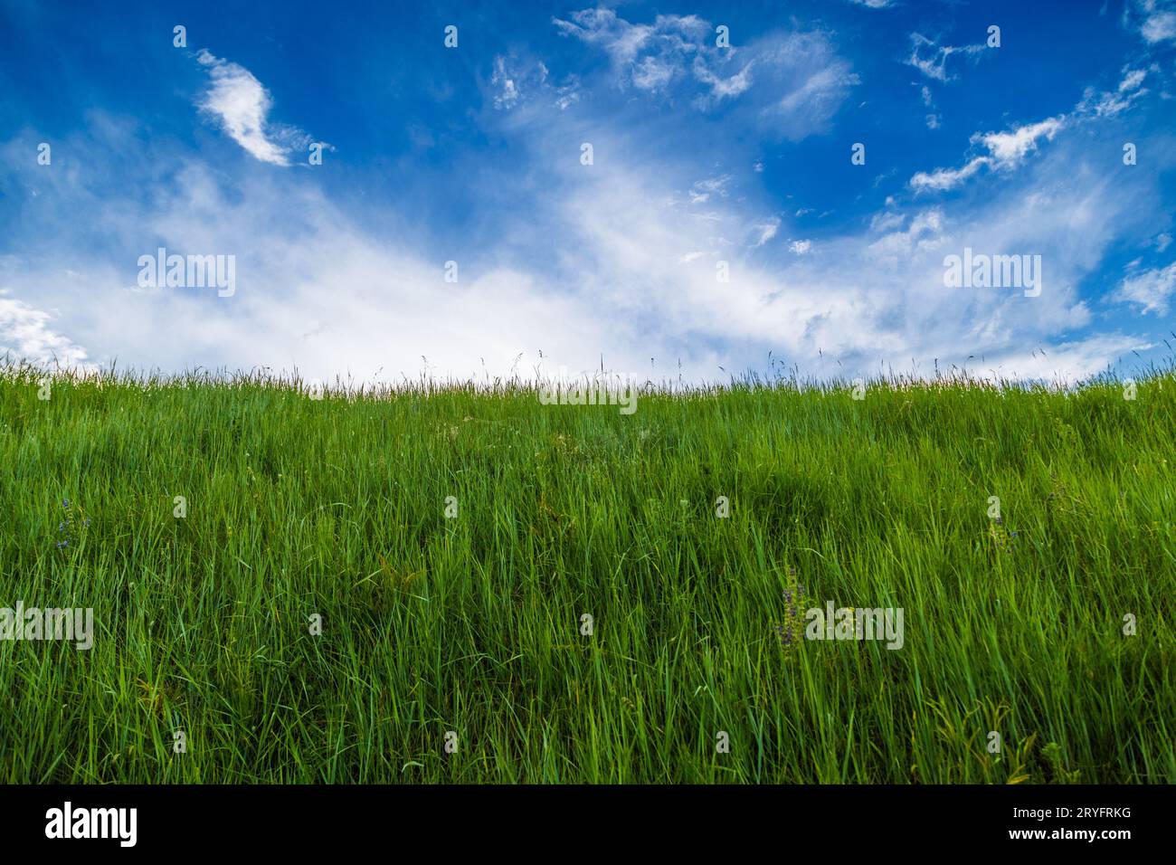 Prado de hierba verde genérico en el día de verano con cielo azul con nubes blancas Foto de stock