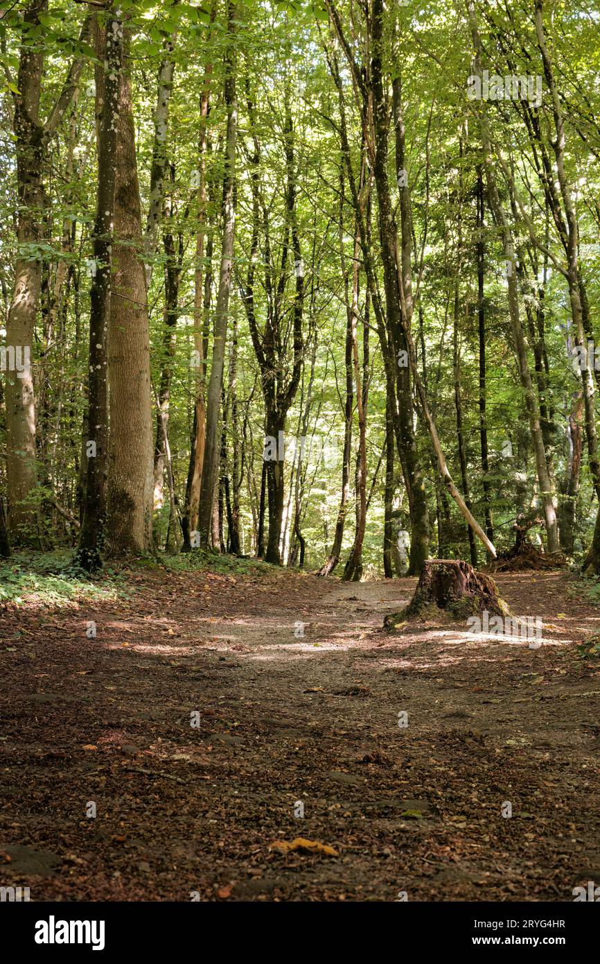 Paisaje de bosques dentro de la región de Luxemburgo Mullerthal Foto de stock