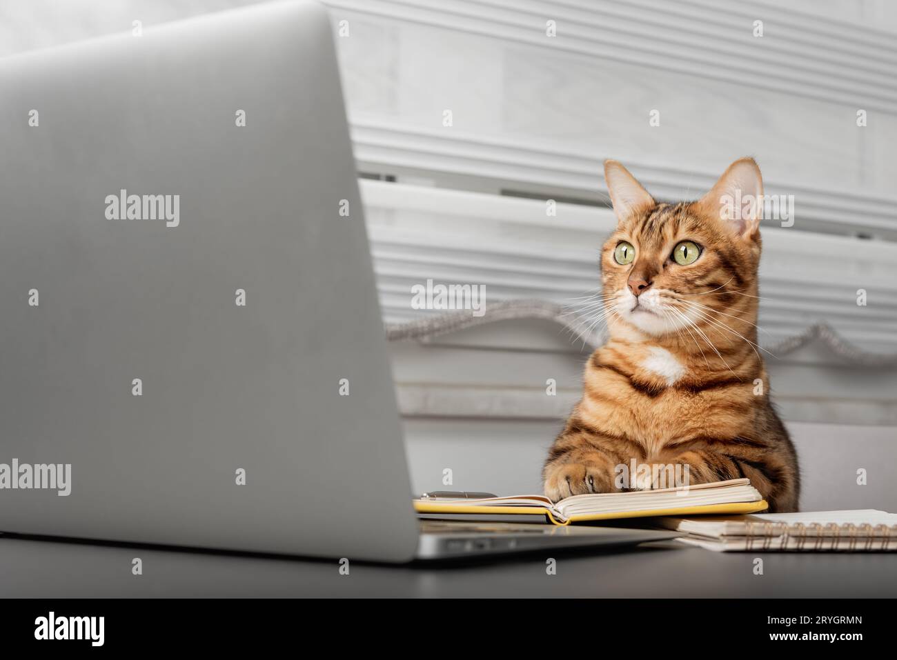 Gato rojo trabaja en una computadora desde casa. Oficina en casa durante el autoaislamiento y la cuarentena. Foto de stock