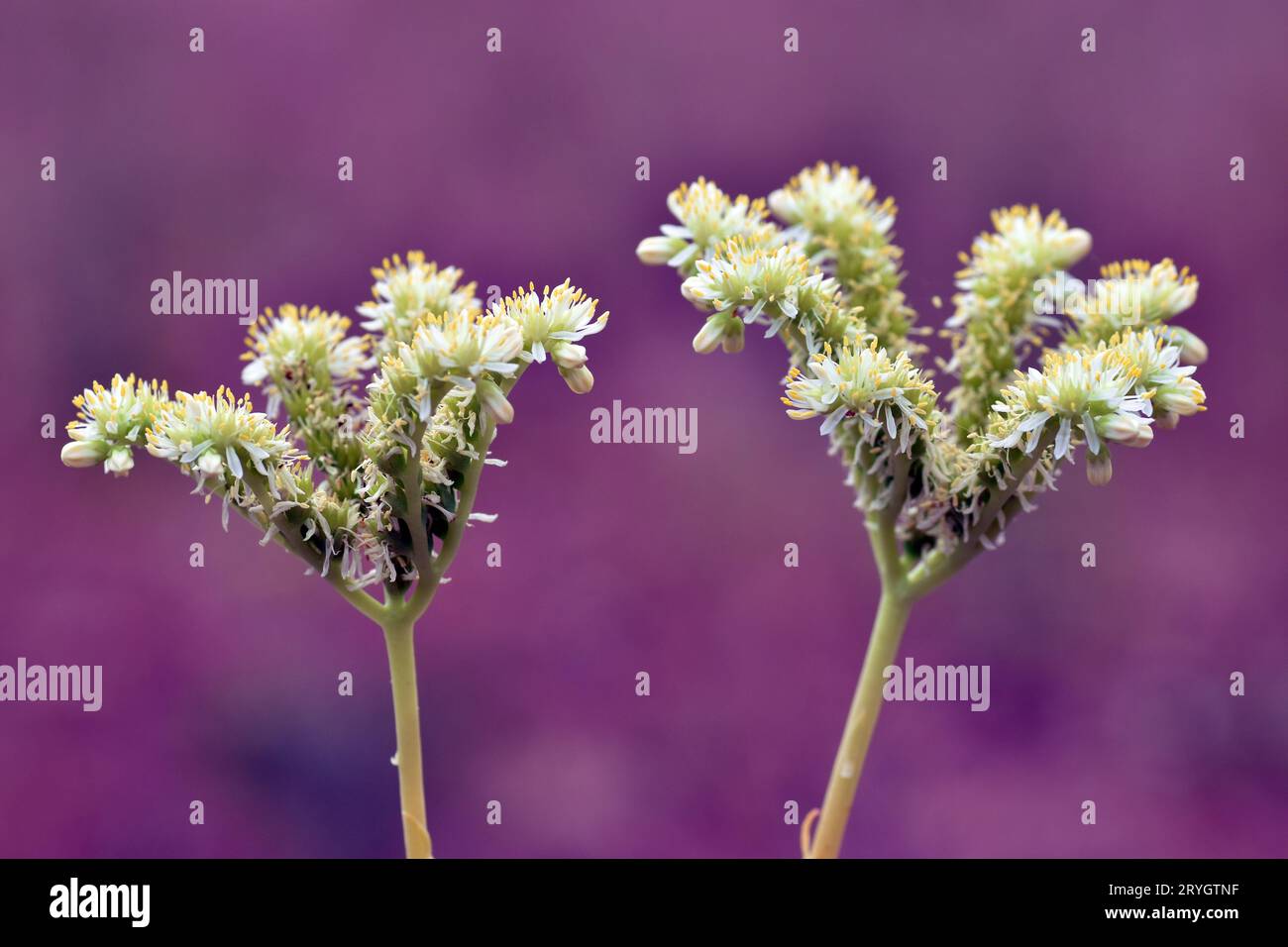 Detalle de las flores de pálido stonecrop (Sedum sediforme) con un fondo púrpura. Foto de stock