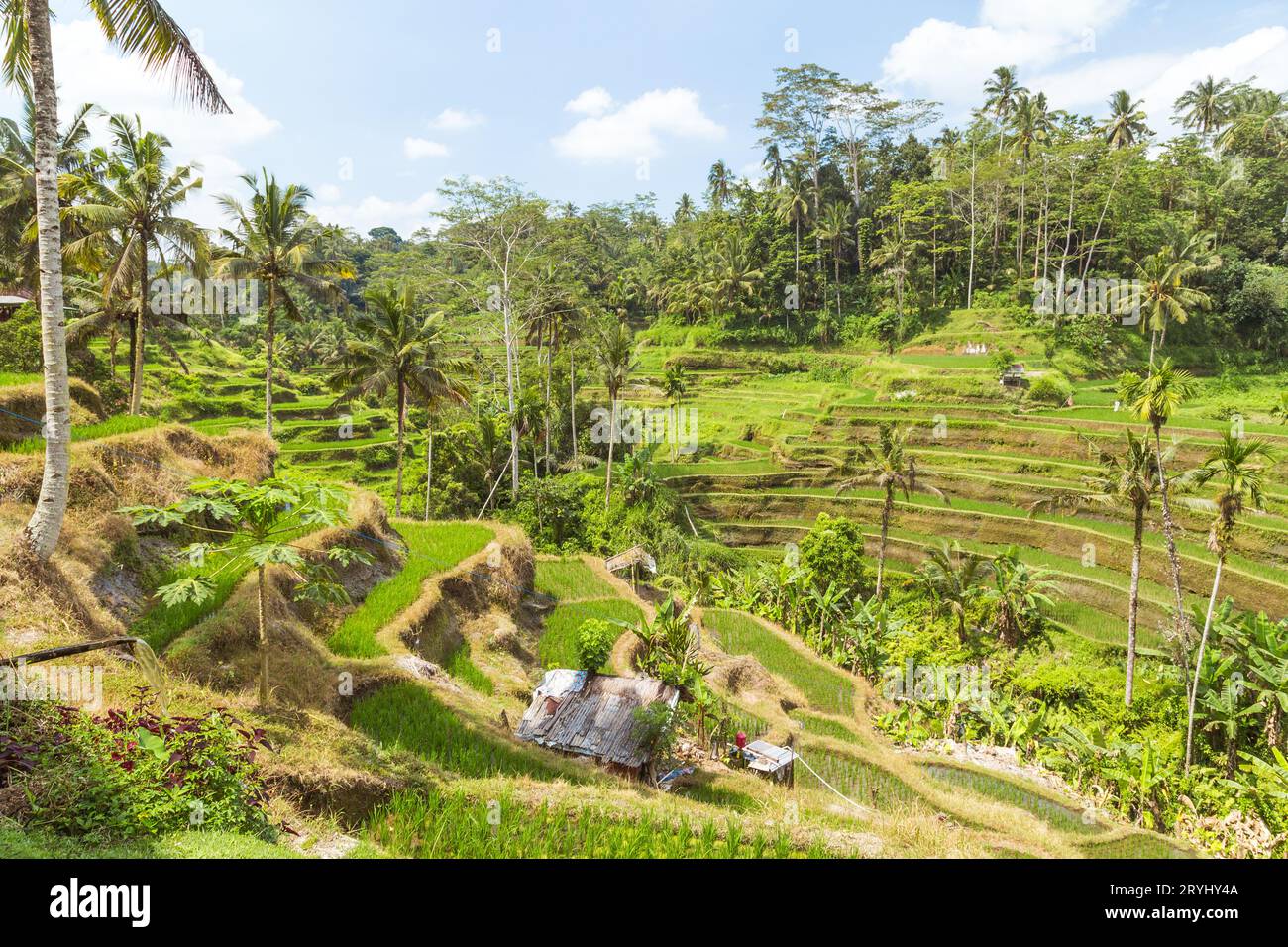 Tegalalang arroz paddys en Ubud Indonesia - una atracción popular en esta parte de Bali Foto de stock