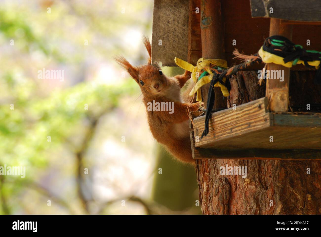 Tiro de ángulo bajo de una ardilla que sube alrededor de una casa de madera del pájaro en un árbol Foto de stock