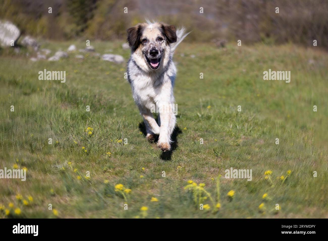 Perro Corriendo En El Parque Foto de archivo - Imagen de feliz