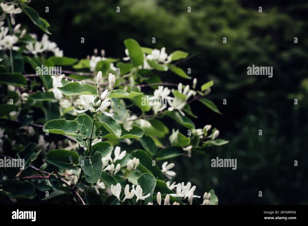 Hermoso arbusto de madreselva con flores blancas. Surreal oscuro fondo de la naturaleza. Telón de fondo de primavera Foto de stock