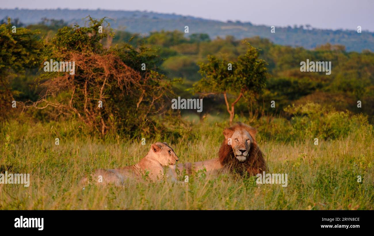 Leones africanos durante safari en el Parque Nacional Kruger Sudáfrica Foto de stock