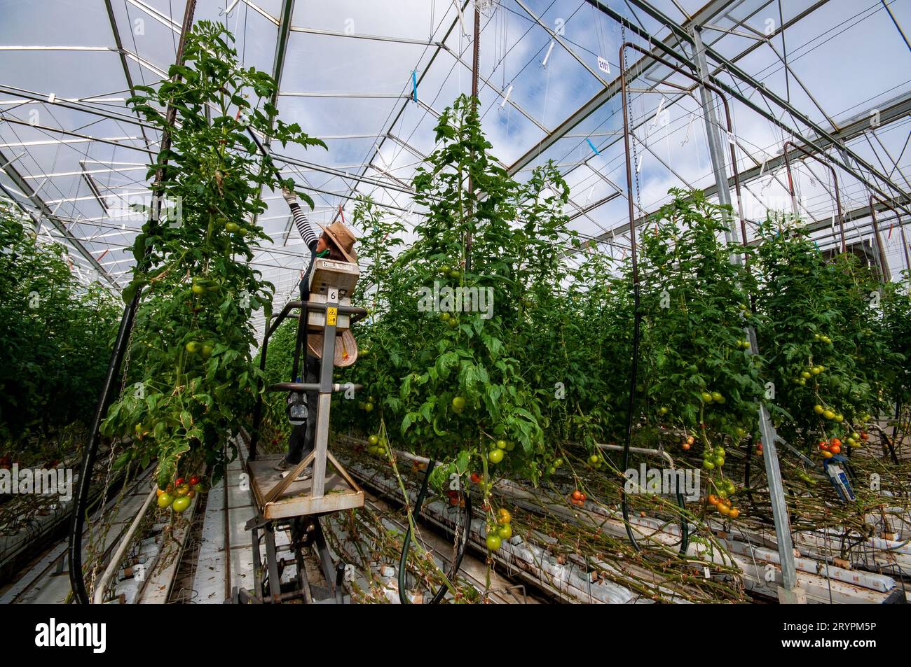 Polinización manual de tomates calientes cultivados hidropónicamente en Victoria, Australia Foto de stock