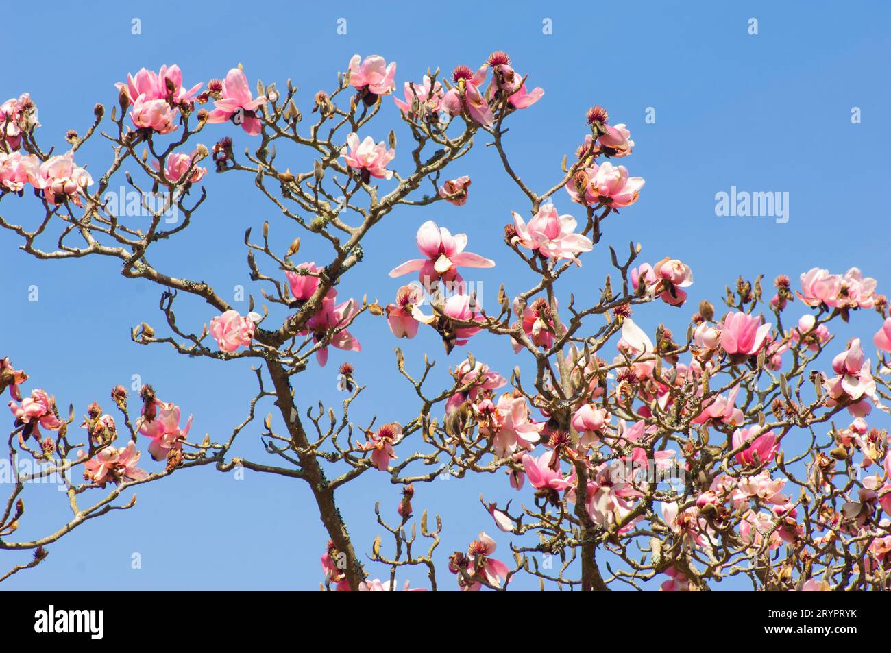 Magnolia floreciente contra un cielo azul - John Gollop Foto de stock