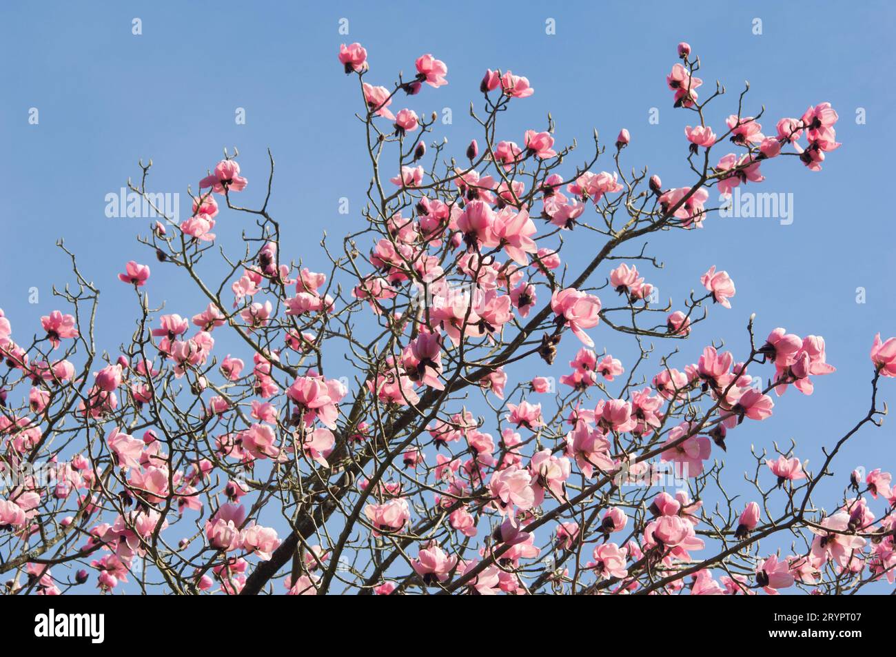 Magnolia floreciente contra un cielo azul - John Gollop Foto de stock