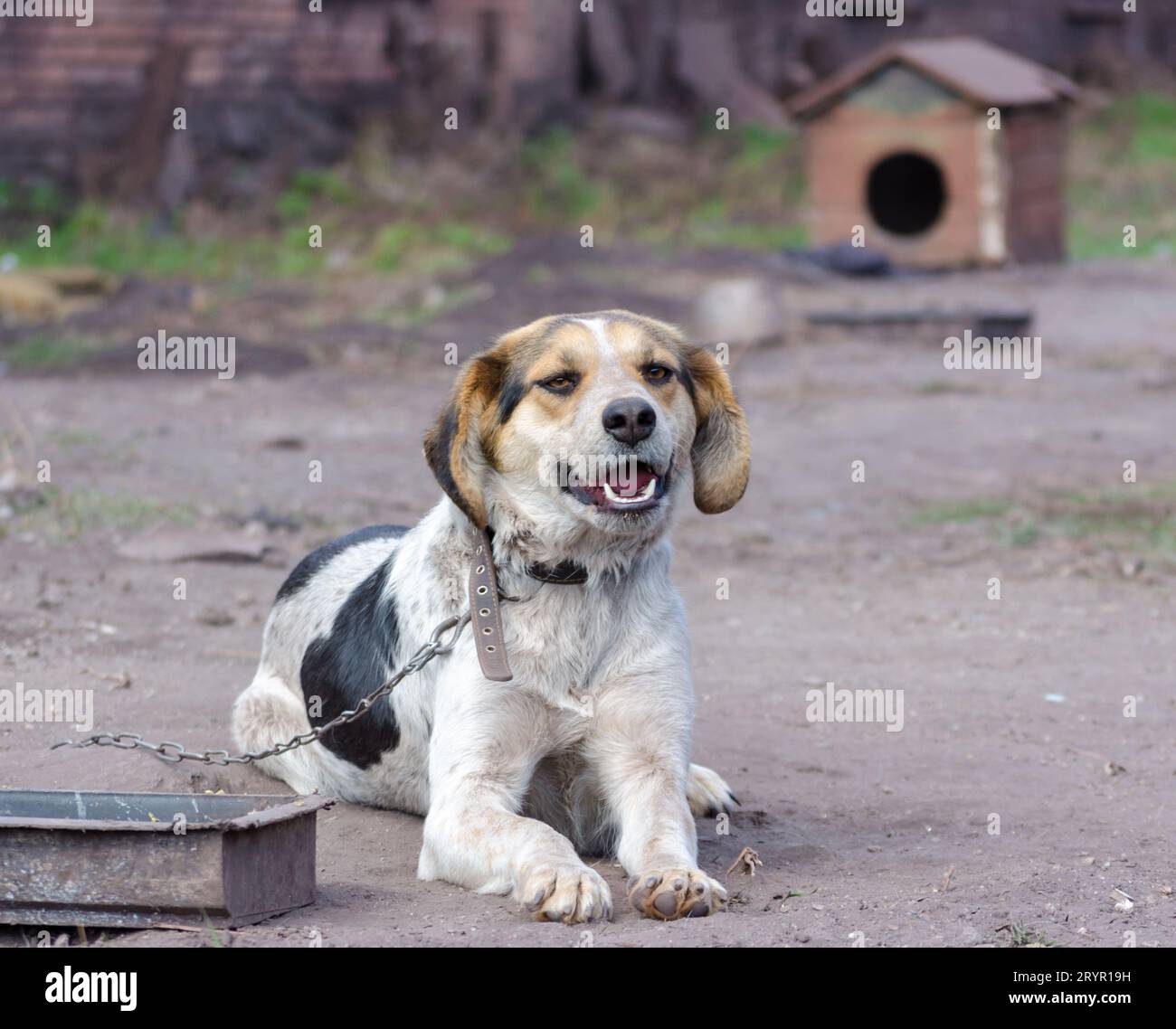 Pinto Chain Dog sonríe contra una cabina Foto de stock