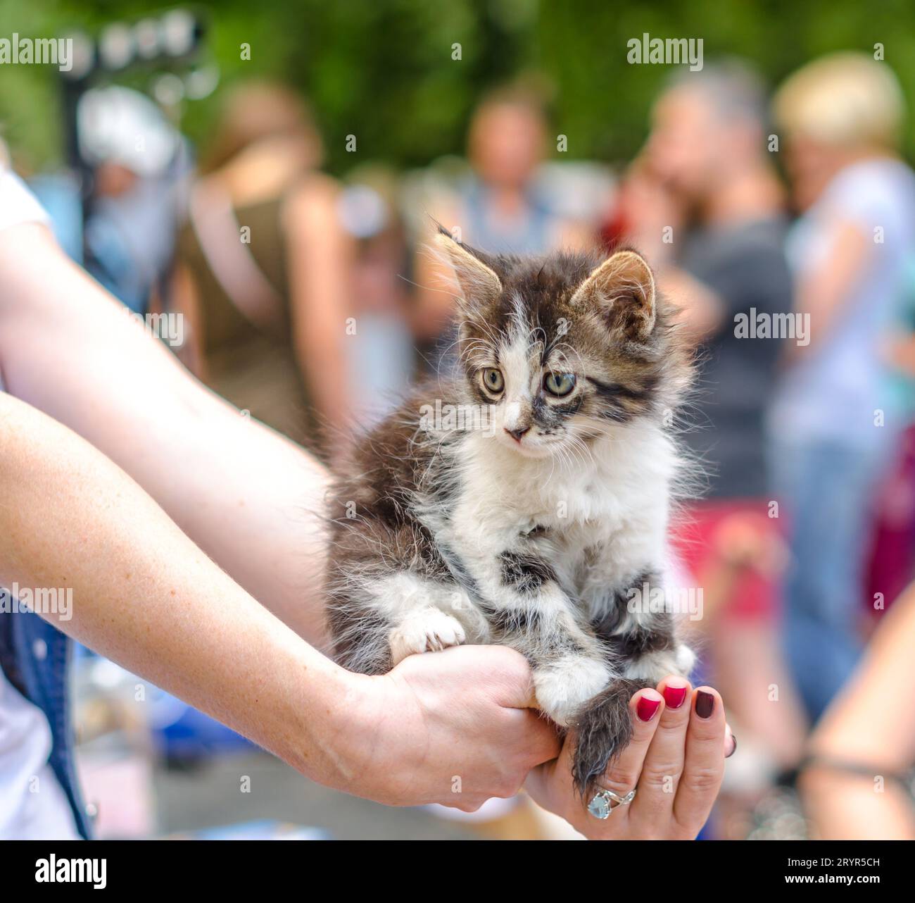 Cuidado de mascotas gatito tabby esponjoso en brazos extendidos femeninos con un anillo y manicura roja en una multitud de personas Foto de stock