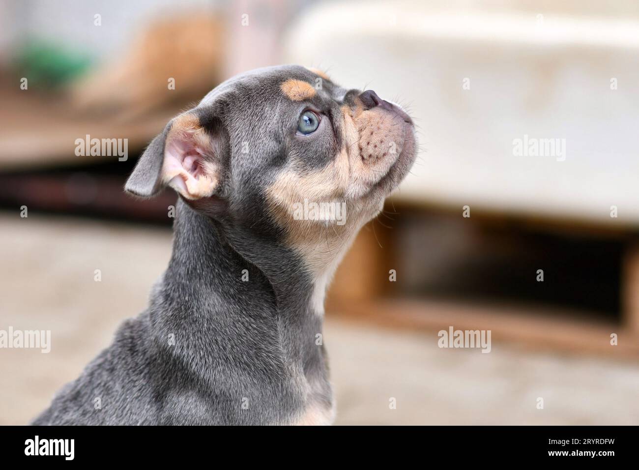 Lindo Lilac tan francés Bulldog perro cachorro Foto de stock