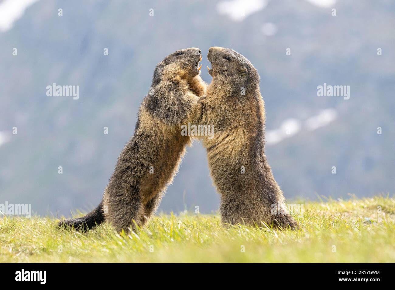 Dos marmotas (Marmota marmota), luchando, Parque Nacional Hohe Tauern, Carintia, Austria Foto de stock