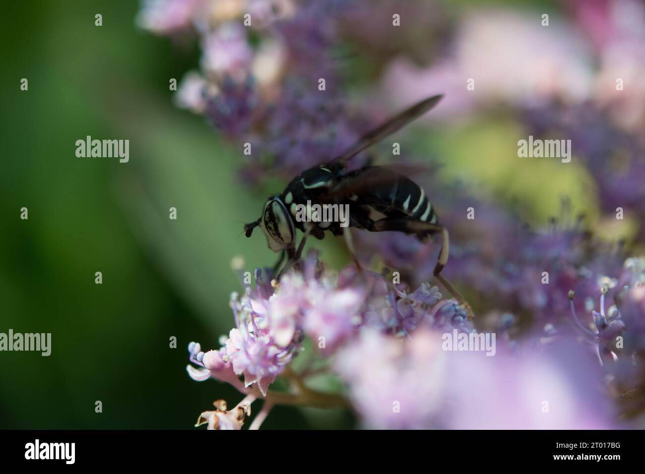 Volar en flores polinizando en un jardín Foto de stock