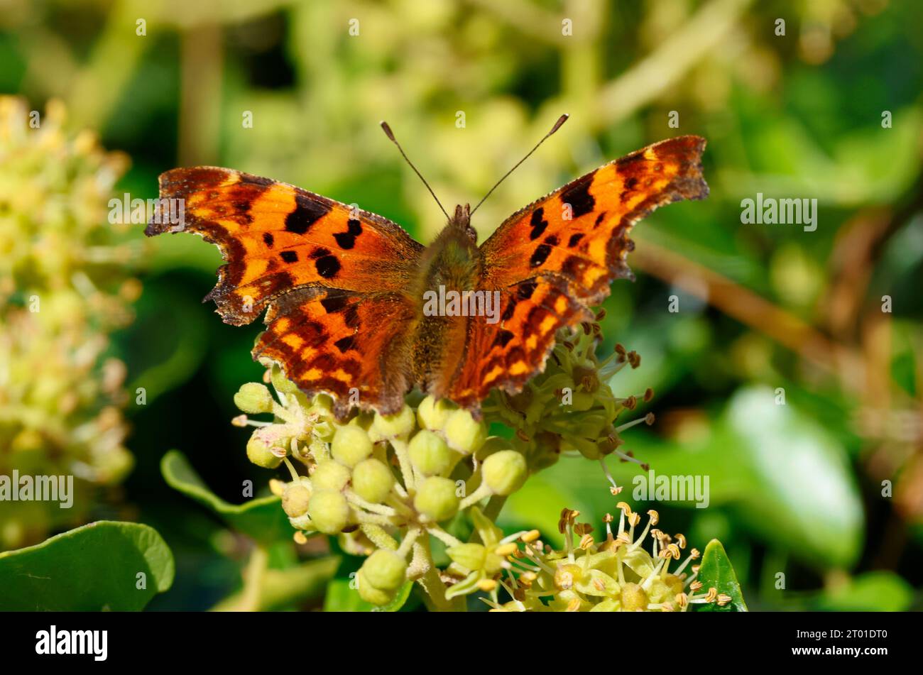 La coma es una mariposa común en el sur del Reino Unido. Los adultos hibernan durante el invierno y a menudo se les ve en los jardines bebiendo néctar de flores. Foto de stock