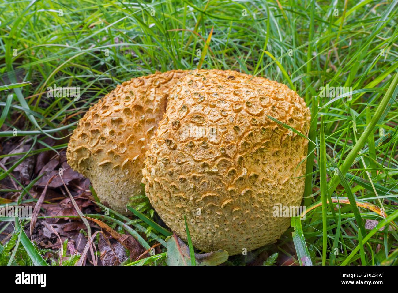 Bola de tierra común / bola de soplo de veneno de piel de cerdo / bola de tierra común (Scleroderma citrinum / Scleroderma aurantium) en la hierba en el bosque de otoño Foto de stock