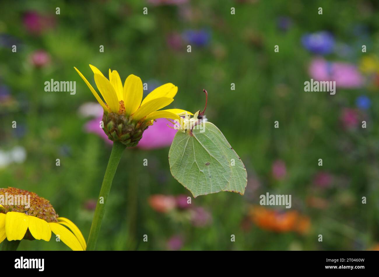 Mariposa, azufre (Gonepteryx rhamni), hembra, flor, prado de flores, colorido, primer plano, Alemania, la mariposa de limón se sienta en una flor colorida Foto de stock