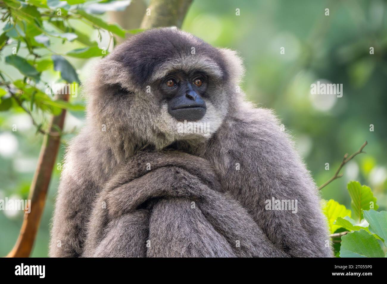 Gibbon plateado - Hylobates moloch, retrato de primates hermosos endémicos en los bosques de Java, Indonesia. Foto de stock