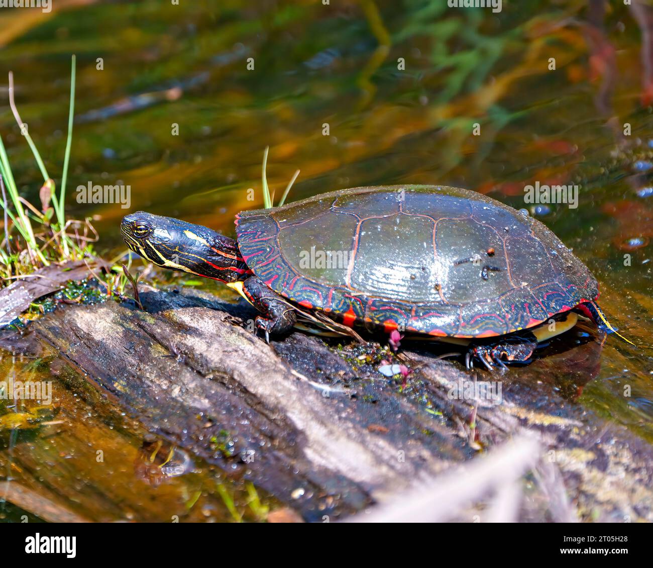 Tortuga pintada descansando sobre un tronco de musgo en el estanque con vegetación de pantano y mostrando su caparazón de tortuga, cabeza, patas en su entorno y hábitat. Foto de stock