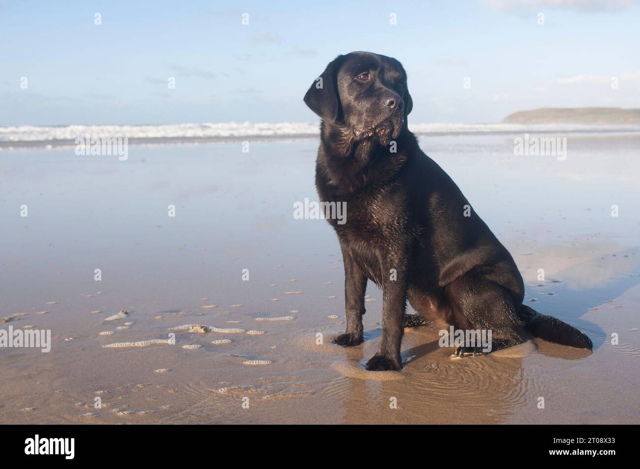 Negro Labrador Retriever sentado en una playa - John Gollop Foto de stock