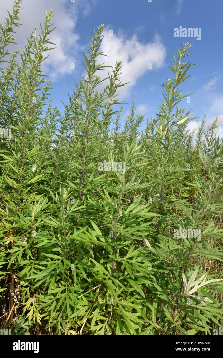Artemisa china - Artemisia verlotiorum Foto de stock