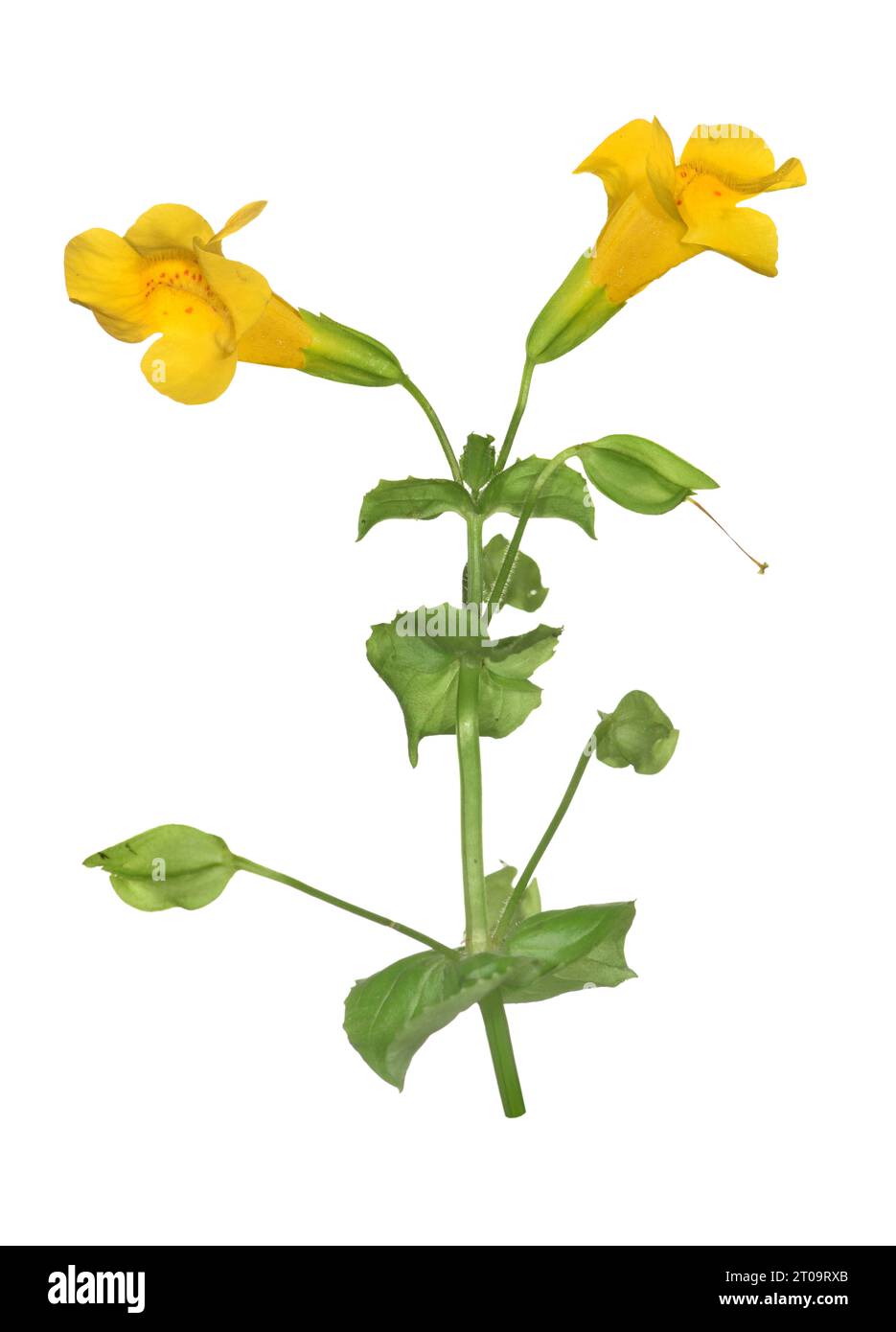 Flor de mono - Erythranthe moschata Foto de stock