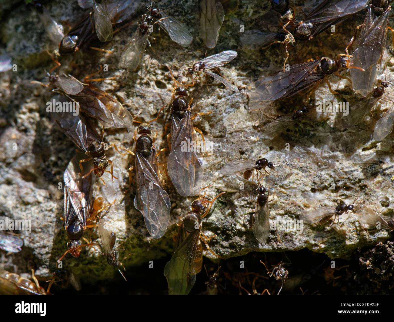 Hormiga de prado amarillo (Lasius flavus) alates macho alados y alates hembra más grandes o reinas que se reúnen en una pared de jardín de piedra en un día cálido de verano para volar Foto de stock