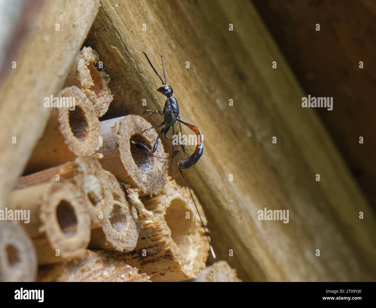 Gran banderín / avispa de zanahoria silvestre (jaculador Gasteruption) poniendo huevos en el nido de una abeja común de cara amarilla (Hylaeus communis) en un hotel de insectos. Foto de stock