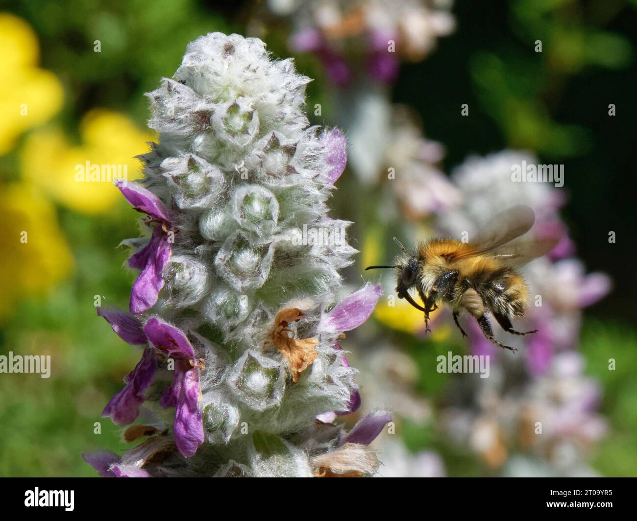 Abeja carder común (Bombus pascuorum) volando a la oreja de cordero (Stachys byzantina) flores en un lecho de flores de jardín al néctar, Wiltshire, Reino Unido, julio. Foto de stock