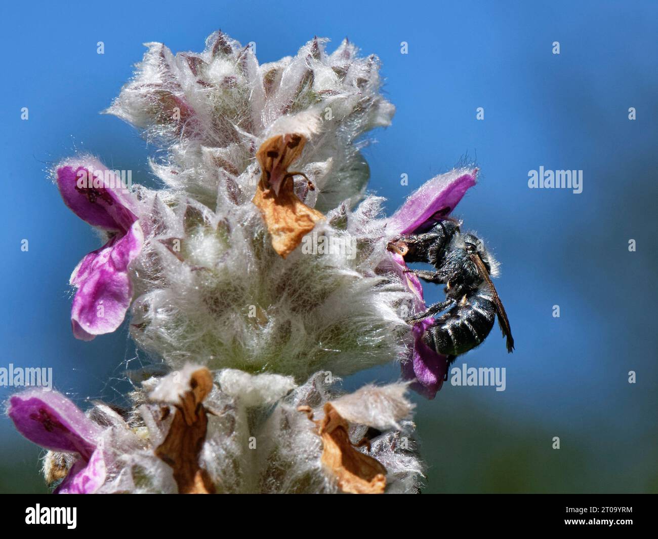 Abeja albañil azul (Osmia caerulescens) nectando de una flor de oreja de cordero (Stachys byzantina) en un macizo de flores de jardín, Wiltshire, Reino Unido, julio. Foto de stock